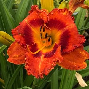 Meet your Posher, Doris